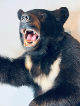 Black Bear Half Mount Taxidermy Upright