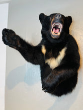 Black Bear Half Mount Taxidermy Upright