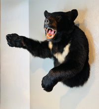 Black Bear Half Mount Taxidermy Upright