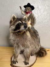 Taxidermy Squirrel Cowboy Riding on a Raccoon