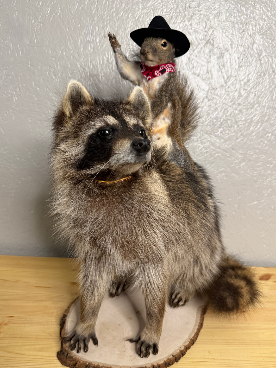 Taxidermy Squirrel Cowboy Riding on a Raccoon