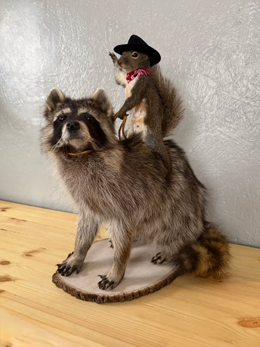Taxidermy Squirrel Cowboy Riding a Raccoon
