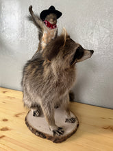 Taxidermy Squirrel Cowboy Riding a Raccoon