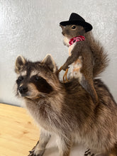 Taxidermy Squirrel Cowboy Riding a Raccoon