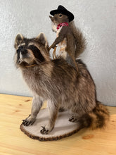 Taxidermy Squirrel Cowboy Riding on a Raccoon