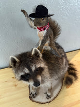 Taxidermy Squirrel Cowboy Riding on a Raccoon
