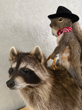 Taxidermy Squirrel Cowboy Riding on a Raccoon