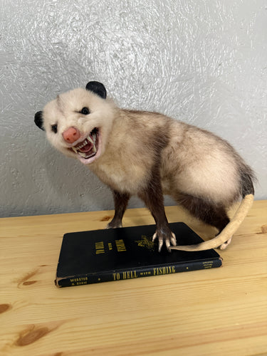 Taxidermy Possum Opossum Snarling Open Mouth