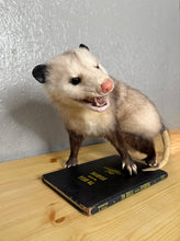 Taxidermy Possum Opossum Snarling Open Mouth