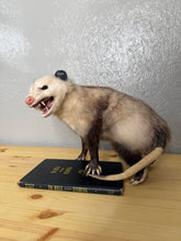 Taxidermy Possum Opossum Snarling Open Mouth
