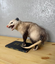 Taxidermy Possum Opossum Snarling Open Mouth