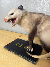 Taxidermy Possum Opossum Snarling Open Mouth