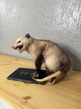 Taxidermy Possum Opossum Snarling Open Mouth