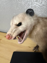 Taxidermy Possum Opossum Snarling Open Mouth