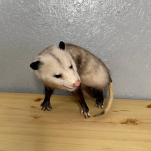 Taxidermy Possum Opossum Snarling Open Mouth