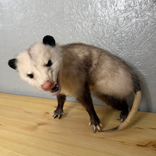 Taxidermy Possum Opossum Snarling Open Mouth