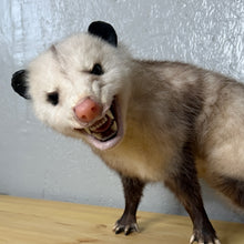 Taxidermy Possum Opossum Snarling Open Mouth