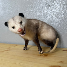 Taxidermy Possum Opossum Snarling Open Mouth