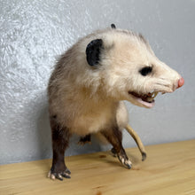 Taxidermy Possum Opossum Snarling Open Mouth