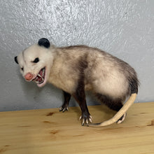 Taxidermy Possum Opossum Snarling Open Mouth
