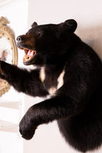 Black Bear Half Mount Taxidermy Upright