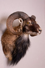 Taxidermy Corsican Ram Shoulder Mount