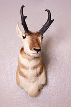 Taxidermy Antelope Shoulder Mount