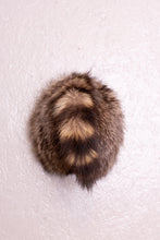 Taxidermy Raccoon Butt Bottle Opener