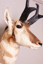 Taxidermy Antelope Shoulder Mount