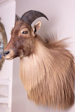 Taxidermy Goat Tahr Shaggy Long Hair Large Shoulder Mount Himalayan Goat