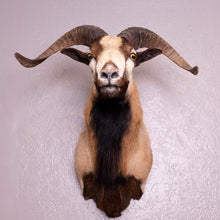 Taxidermy Corsican Ram Shoulder Mount