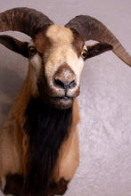 Taxidermy Corsican Ram Shoulder Mount