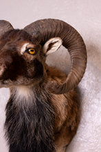 Taxidermy Corsican Ram Shoulder Mount