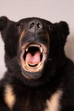 Black Bear Half Mount Taxidermy Upright