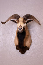 Taxidermy Corsican Ram Shoulder Mount
