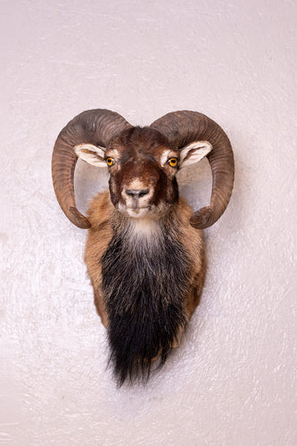 Taxidermy Corsican Ram Shoulder Mount