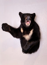 Black Bear Half Mount Taxidermy Upright