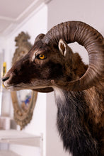 Taxidermy Corsican Ram Shoulder Mount