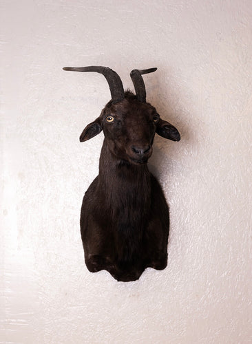 Taxidermy Black Goat Shoulder Mount Black Phillip