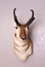 Taxidermy Antelope Shoulder Mount
