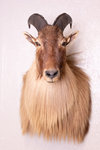Taxidermy Goat Tahr Shaggy Long Hair Large Shoulder Mount Himalayan Goat