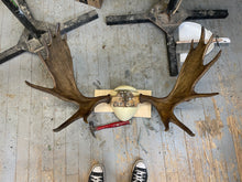 Moose Antler Mount