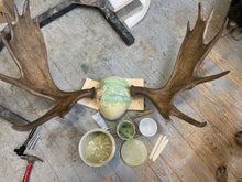 Moose Antler Mount