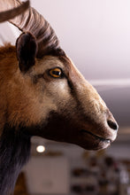 Taxidermy Corsican Ram Shoulder Mount