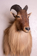 Taxidermy Goat Tahr Shaggy Long Hair Large Shoulder Mount Himalayan Goat