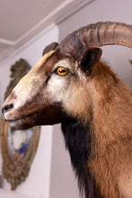 Taxidermy Corsican Ram Shoulder Mount