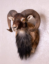 Taxidermy Corsican Ram Shoulder Mount