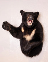 Black Bear Half Mount Taxidermy Upright