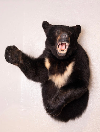 Black Bear Half Mount Taxidermy Upright