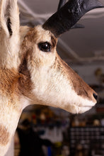 Taxidermy Antelope Shoulder Mount